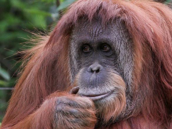 orangutana Sandra