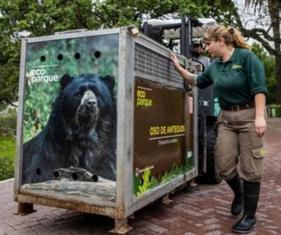 trasladaron osos del zoo portenio