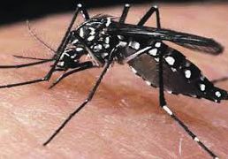 aedes aegypty
