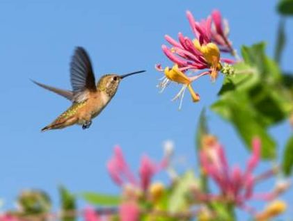 colibri en primavera