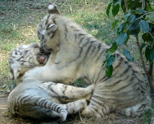 tigres blancos zoo Buenos Aires
