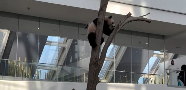 Panda trepado a un arbol