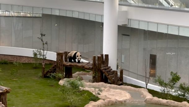 Panda en Qatar