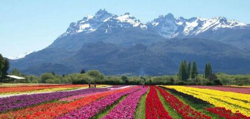 Tulipanes de Trevelin en la Patagonia Argentina