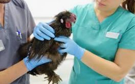 Controlres gripe aviar