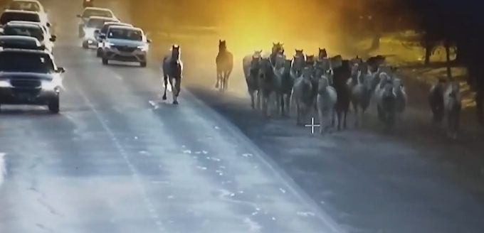 Caballos trotan por Panamericana