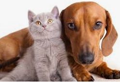 Gato y perro