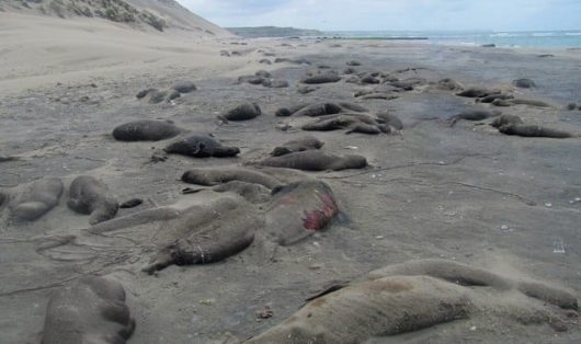 Elefantes marinos muertos